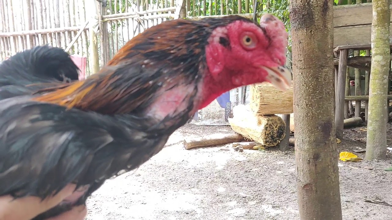 SISIK NAGA AYAM PETARUNG DAN ANAKAN DIBERI VAKSIN 