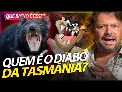 Vídeo: Por que os demônios da Tasmânia são importantes?