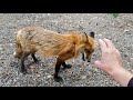 Ли Сяо / Alice the Fox Лиса Алиса (Когда планируются лисята)