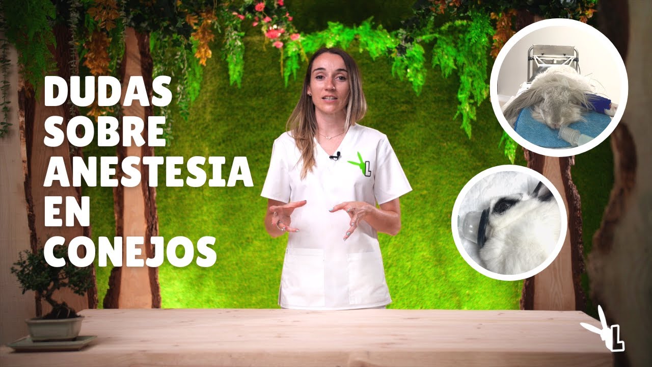 Dudas sobre Anestesia en Conejos
