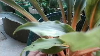 AGLAONEMA ORANGE STEM PLANT OR MANDARIN PLANT PROPAGATION AND CARING TIPS*