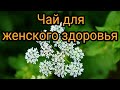 Чай с тысячелистником для женского здоровья. Повышение репродукции. Народная медицина. Фитотерапия.