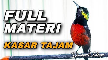 KOLIBRI NINJA GACOR FULL ISIAN TEMBAKAN KASAR TAJAM COCOK BUAT MASTERAN KONIN BAHAN IJOAN-DEWASA