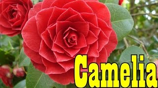 Download Lagu Mondini Plantas: Como Cultivar Camelia MP3 Download Lagu Mondini Plantas: Como Cultivar Camelia MP3