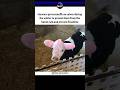 This Might Be the Cutest Farm Video Ever Made 😍 #cuteshorts #cutebaby #cowshorts #babycow
