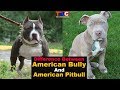 Difference Between American Bully And American Pitbull : TUC