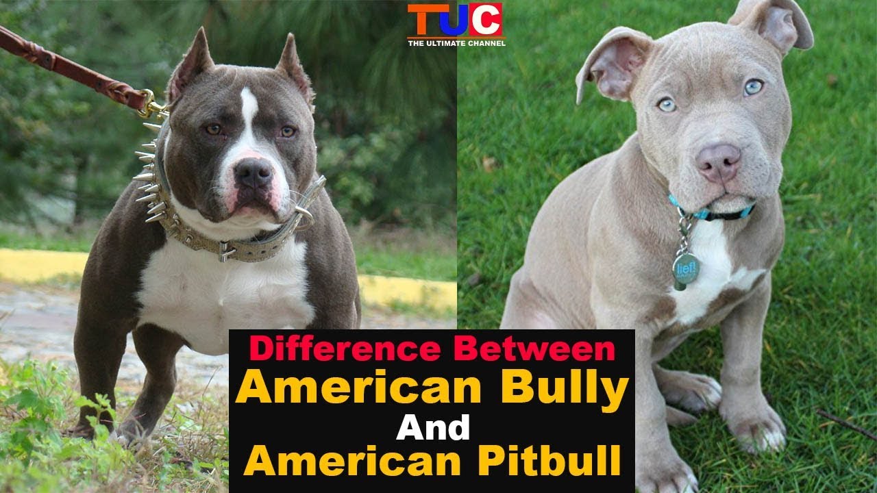 difference between a pitbull and american bully