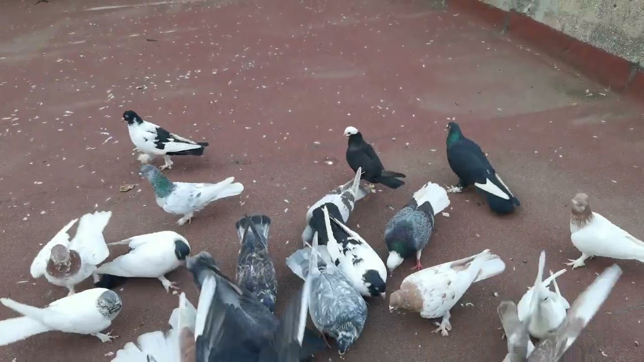 MAVİ GALACA DÖNEK ÇOK DÖNÜYOR 