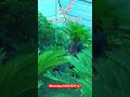 #viralvideo #kangi palm #followme #viralvideo #video #followme #viralvideo