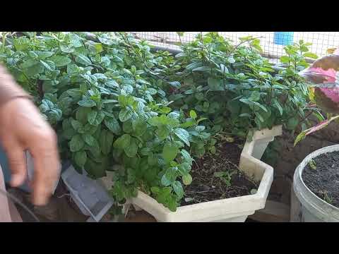 فيديو: قطف نباتات النعناع: كيفية حصاد النعناع من حديقتك