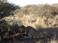 two male lions eating an eland