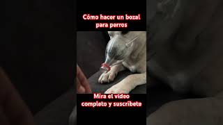 Haz un bozal casero para perros #perros #perro