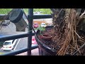 Wild Cuban Knight Anole-Lunch Time!
