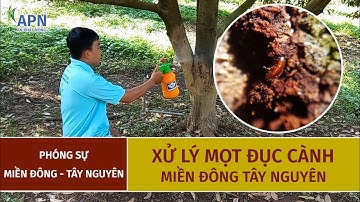 APN - XỬ LÝ MỌT ĐỤC CÀNH MIỀN ĐÔNG , TÂY NGUYÊN - BỘ 3 DIỆT MỌT #anphatnong #cayantrai #saurieng