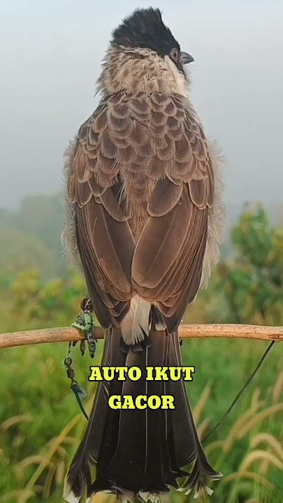 Suara Panggilan Burung Kutilang gacor Kutilang lain auto ikut gacor