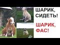 Лютые приколы. Моя собака мычит и дает молоко