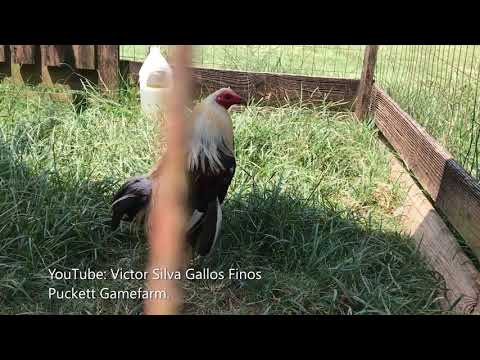 Gamefowl Farms In Georgia