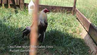 Puckett Gamefarm del criador Wayne Stevens en Georgia, Victor Silva.