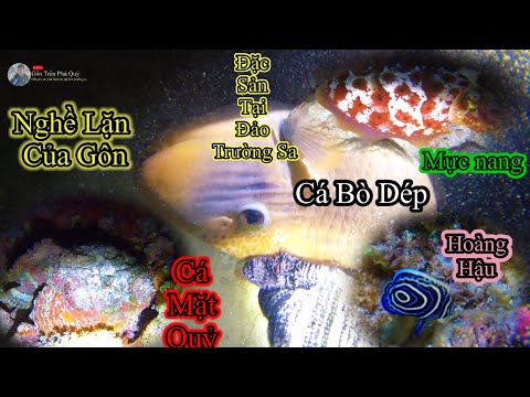 Video Nghề Lặn Của Gôn | Mặc Hàng Hải Sản Tại Đảo Trường Sa... - youtube