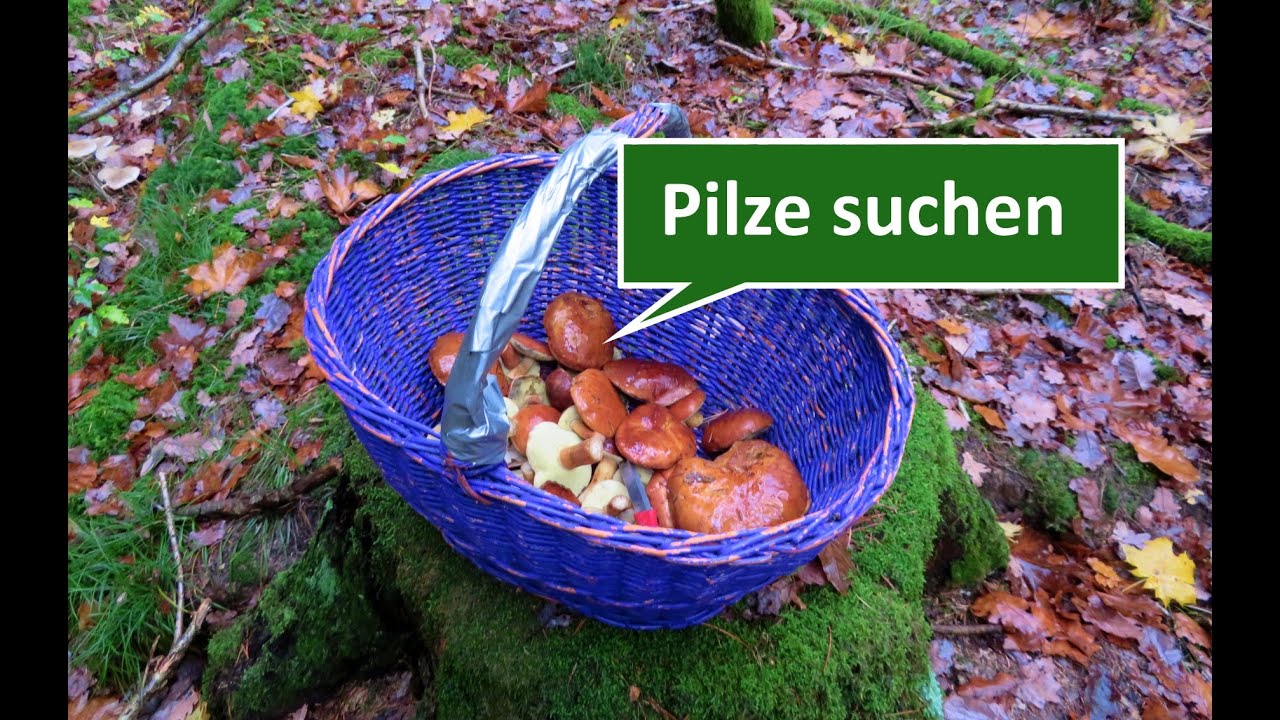 Pilze suchen:  Meine Pilzsuche in Forchheims Wäldern am 05.11.2019