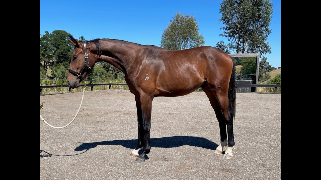 Springside Finsterlin Video