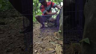 trik menangkap musang di dalam batu biar tidak di gigit #shortsvideo #animals #nature