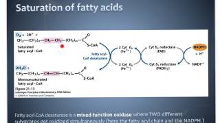 bc2 ch21 pt2 Complex fatty acid biosynthesis