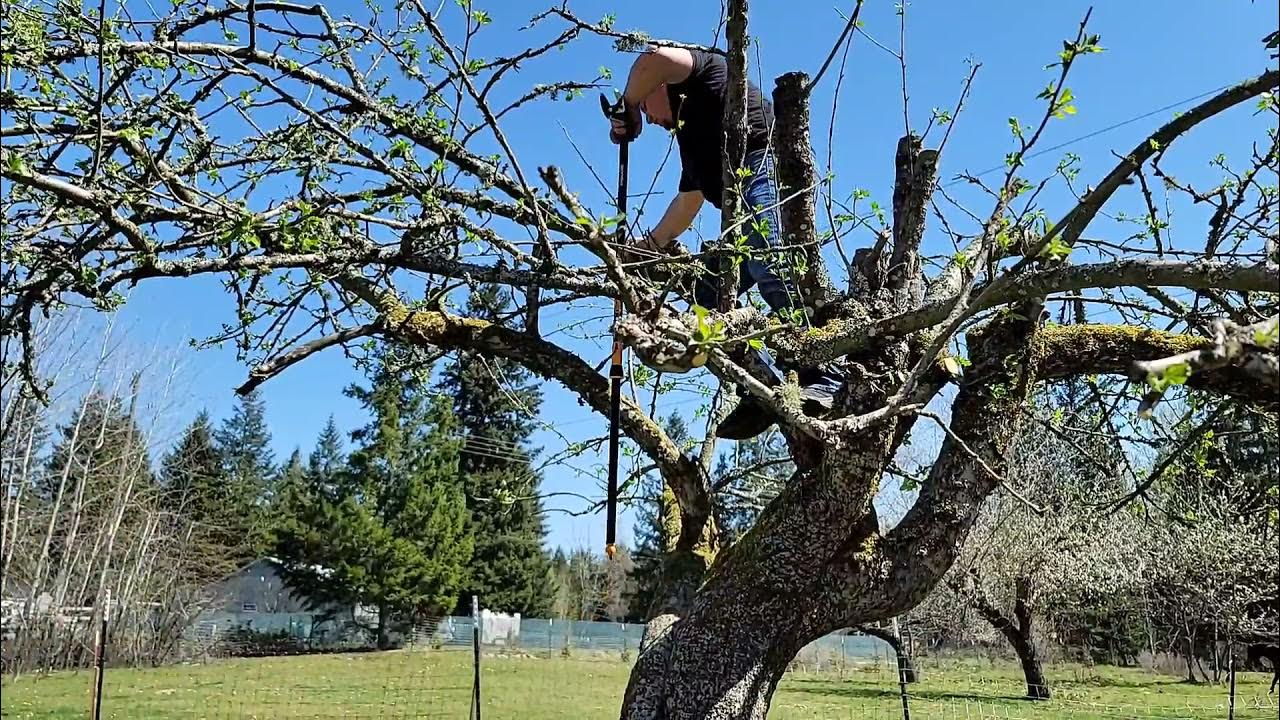 How to Prune A Really Neglected Apple Tree, How to Prune an Apple Tree