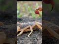 What to do if a scorpion stings you shorts