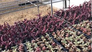 Cryptanthus Cv. Ruby Star Pink Starlight