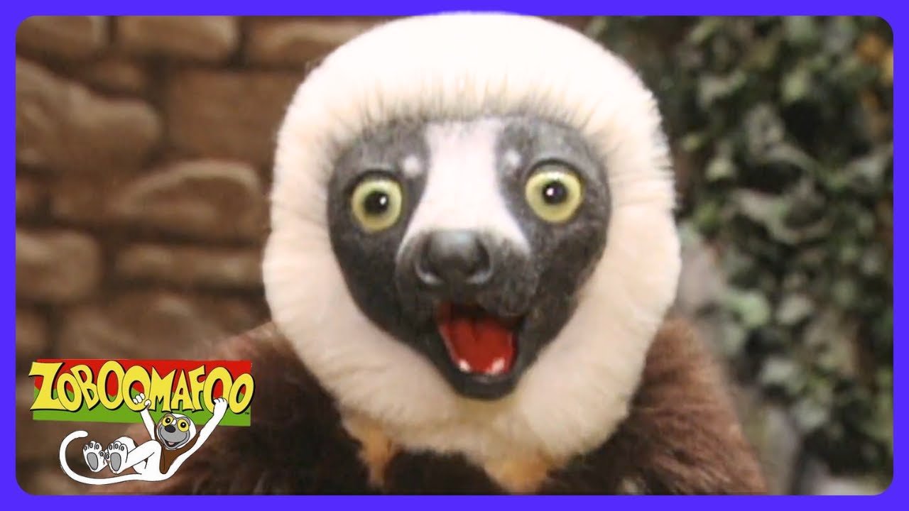 Zoboomafoo - Sentimentos dos Animais! | TV Kids | WildBrain Casa de Brincadeiras