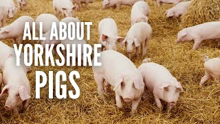 Yorkshire Pigs: Everything You Need to Know