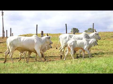LOTE 07 NIVI 1236 NIVI 1614