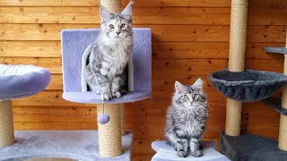 Big Kitten Shows Little Kitten Who’s Boss in the Cat Tree!