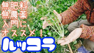 〔ルッコラの話〕種蒔きから収穫･食べ方ついて【自然栽培】2020年1月17日