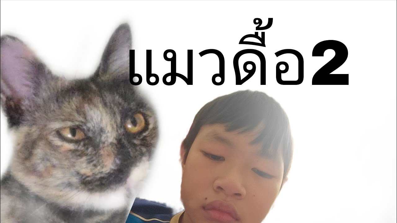 แมวดื้อ2