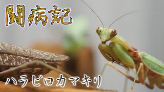 【闘病記】♯8　効果アリ。一週間ほど経過しました　【ハラビロカマキリ】