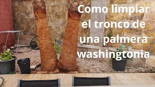 Como limpiar el tronco de una palmera washingtonia
