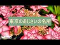 【東京のあじさいの名所】雑学シリーズ187「東京のあじさいの名所」#あじさいスポット #東京