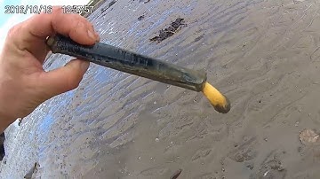 How to catch a Razor Fish / Clam  with salt