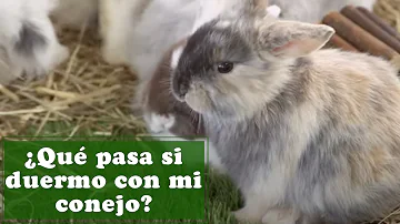 ¿A los conejitos les gusta dormir en camas para mascotas?