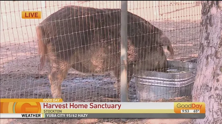Harvest Home Sanctuary - Fire Pigs