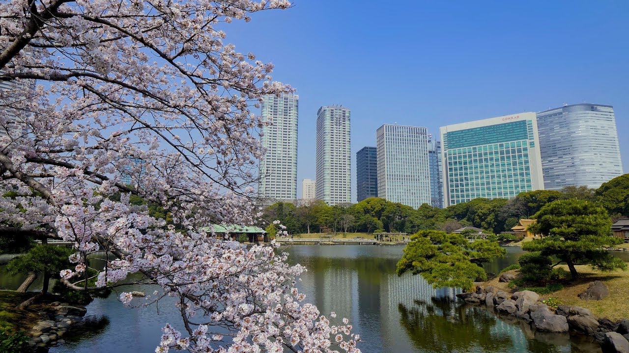 4k Ultra Hd 浜離宮恩賜庭園 桜の競演 Various Kinds Of Cherry Blossoms At Hamarikyu Garden Shot On Gh5 Youtube