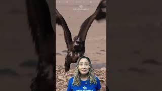 Você já conhecia o abutre negro? | Auxiliar Veterinário | Rede Formar