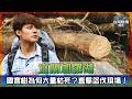 宜蘭加羅湖山林浩劫！國寶樹為何大量枯死？廖科溢挺進四季林道直擊盜伐現場！【台灣極境檔案EP1】｜#廖科溢