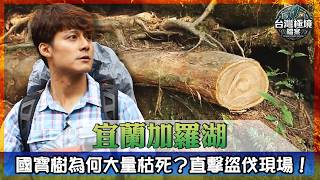 宜蘭加羅湖山林浩劫！國寶樹為何大量枯死？廖科溢挺進四季林道直擊盜伐現場！【台灣極境檔案EP1】｜#廖科溢