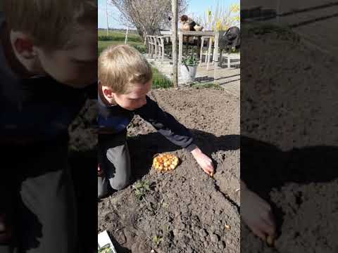 Video: Wat zijn vaatplanten voor kinderen?