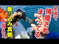 ページ79　SNSで連日賑わっている乗っ込み真鯛を狙ったら楽しすぎた‼