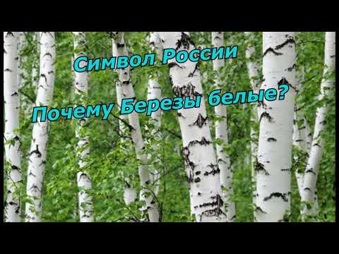 Символ России /Почему Березы белые?/