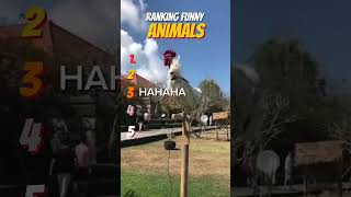 RANKING FUNNY ANIMALS #shorts